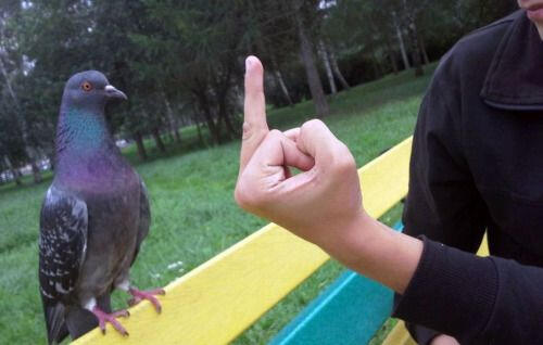 Pigeon getting flipped off